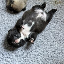 American Bully and French Bulldog Puppies from Bolt Action Kennel