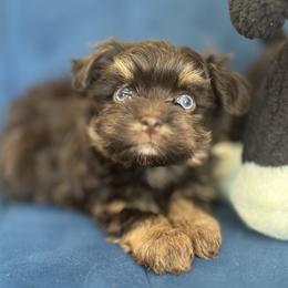 Allegra Coco - Chocolate female Havanese puppy in Arizona from HavaDoggie