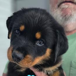 Light blue girl - Black and mahogany female Rottweiler puppy in Live Oak, Florida from K&R RANCH KENNELS