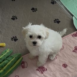 Connie - White female Maltipoo puppy in New Port Richey, Florida from Toy Poodles And Maltese Of Florida