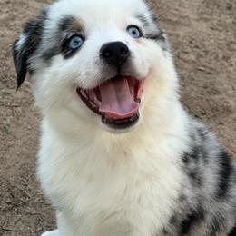 Clay - Blue merle male Miniature Australian Shepherd puppy in Luling, Texas from Little Wood Toy and Mini Aussies