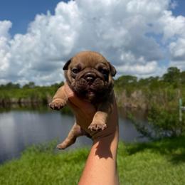 Boy 5 - Red male Bulldog puppy in Hobe Sound, Florida from Amanda’s Bullies