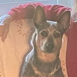 Australian Cattle Dog All Grown Up from Hope Heelers (Australian Cattle Dogs)