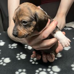 Higgins (red collar) - Piebald male Dachshund puppy in Saint Albans, Maine from Australian Cattle Cuties and littles