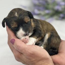 Bubbly - Sable female Bernedoodle puppy in La Plata, Maryland from Serenity Creek Doodles