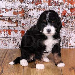 Assorted Doodle Crosses, Aussiedoodles, Bernedoodles, Cavapoos, Goldendoodles, and Sheepadoodles from Happy Top Doodles