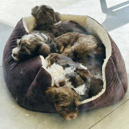 Havanese Puppies from Heavenly Havanese of Florida