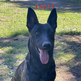 Favour - Dutch Shepherd