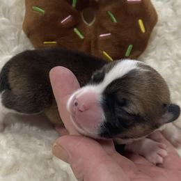 Scooby - Sable male Pembroke Welsh Corgi puppy in Adairsville, Georgia from R&R Corgis