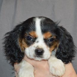 Colin - Tri-color male Cavalier King Charles Spaniel puppy in Bowman, Georgia from Mid Lake Cavaliers