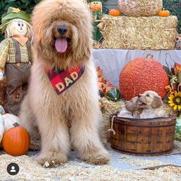 Goldendoodle Puppies from OCGoldendoodles