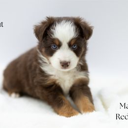 Peanut - Red tri male Miniature Australian Shepherd puppy in Wooster, Ohio from Kari's Mini Aussies