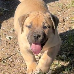 Purple - Brown female Boerboel puppy in Fairmount, Indiana from Black Iron Boerboels LLC