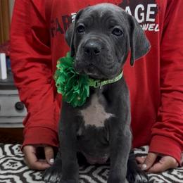 Green collar gray - Gray female Cane Corso puppy in Clewiston, Florida from Far From Average Kennels