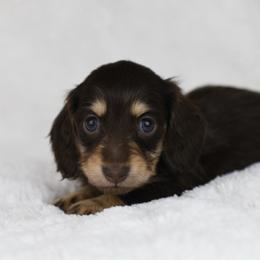 Coco - Chocolate and cream female Dachshund puppy in Fredonia, Arizona from Kaibab Dachshunds