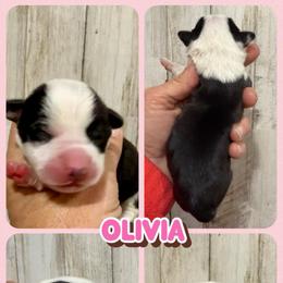 Olivia - Black and white female American Corgi puppy in Fort Worth, Texas from King of Hearts Kennels