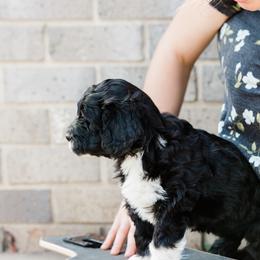 Portuguese Water Dog Puppies from Keehn-Country Porties