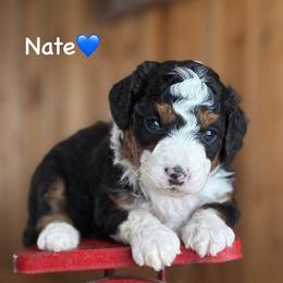 Nate - Black tri-color male Aussiedoodle puppy in Lancaster, Minnesota from Finney Ranch