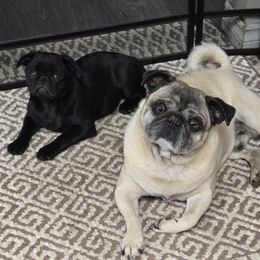 Pugs from Pugs to love