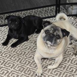 Pugs from Pugs to love