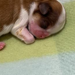 Girl 3 - Red and white female Shih Tzu puppy in Springfield, Missouri from Lopez Family Tails