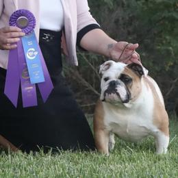 Bulldog and French Bulldog All Grown Up from Double B Bulldogs