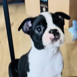 Boston Terrier Puppies from Gold Buckle Kennel
