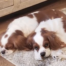 Cavalier King Charles Spaniels from Southern California Cavaliers