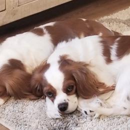 Cavalier King Charles Spaniels from Southern California Cavaliers