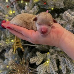 Goldendoodle and Maltipoo Puppies from Pnwfamilydoodles