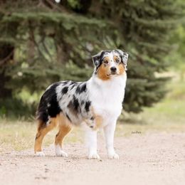 Tottie - Australian Shepherd
