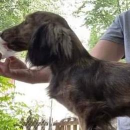 Chara - Dachshund