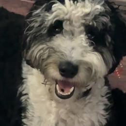 Goddi - Bernedoodle