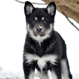 Gray Boy - Onni - Black and tan male Lapponian Herder puppy in Prattsburgh, New York from Maalattu Koirankoppi Lapponian Herders