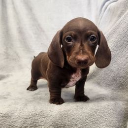 Leo - Piebald male Dachshund puppy in Trenton, Florida from Kings Dachshunds