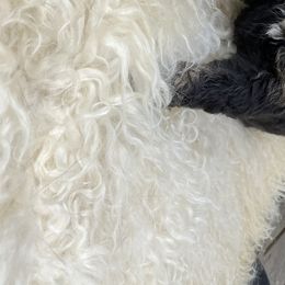 Bernedoodle Puppies from Oodles of Doodles