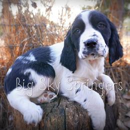 Boy 3 - Black and white male English Springer Spaniel puppy in Great Falls, Montana from Big Sky Springers