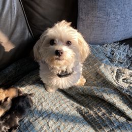 Cooper - Havanese