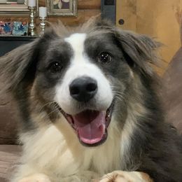 Rayne - Australian Shepherd