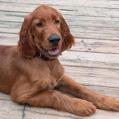 Boy 1 - Red male Irish Setter puppy in Verona, Wisconsin from Anamacara Irish Setters