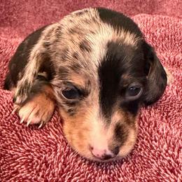 Montgomery - Dapple male Dachshund puppy in Industry, Illinois from KDKs Kennels