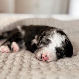 Denali, Boy - Blue merle male Bernedoodle puppy in Maricopa, Arizona from Desert Ridge Doodles
