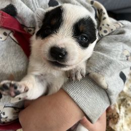 Female 2 - Blue female Australian Cattle Dog puppy in Irvington, Kentucky from Dry Valley’s Australian Cattle Dogs