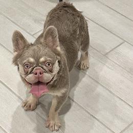 Gia - French Bulldog