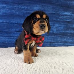 Ryder - Black tan and white male Beagle puppy in Pottersville, Missouri from Lovan's Spring Creek Kennel