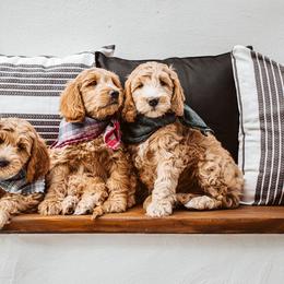 Goldendoodle Puppies from Deer Valley Doodles
