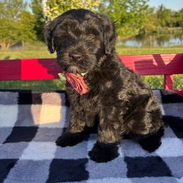Quinn - Black female Whoodle puppy in Rising Sun, Indiana from Ruby Lane Doodles