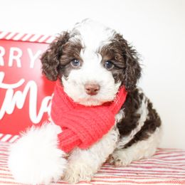 Duke - Parti male Poodle puppy in Hugo, Oklahoma from Ann R.