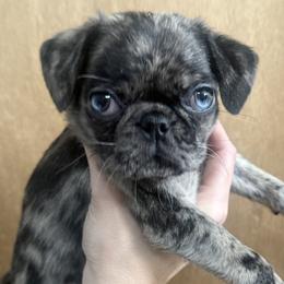 Pugs from Raini's Pugs