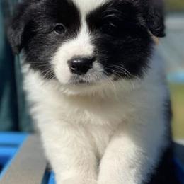 Border Collies from Braemar Border Collies